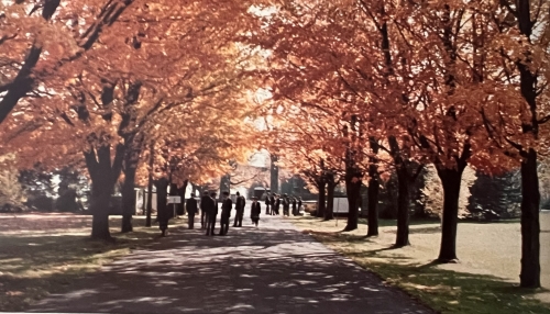 Grenville's front driveway lined with sugar maples